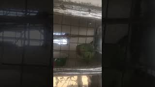 Cute and angry parrot
