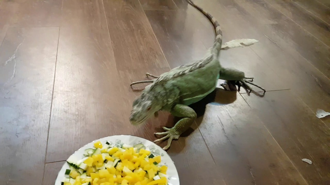camera iphone 8 plus apk Pepper and Zuccini for a snack