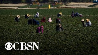 New mental health initiative will offer support to migrant farmworkers via Zoom