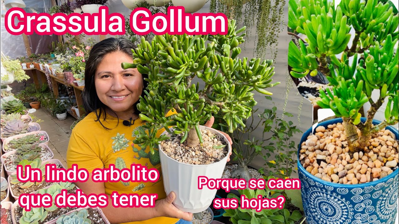 Crassula Gollum un lindo arbolito que debes tener  (Porque se caen sus hojas)
