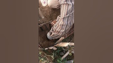 Easy Snake Trap #shorts