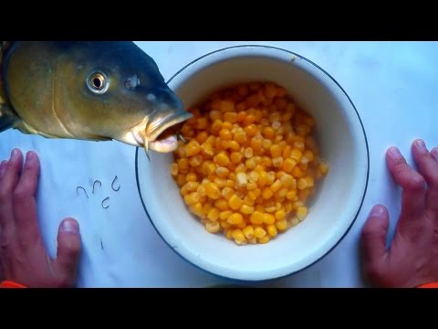 Наживка кукуруза სატყუარა სიმინდი