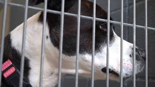 25 dogs and a cat rescued from alleged breeding operation now up for adoption