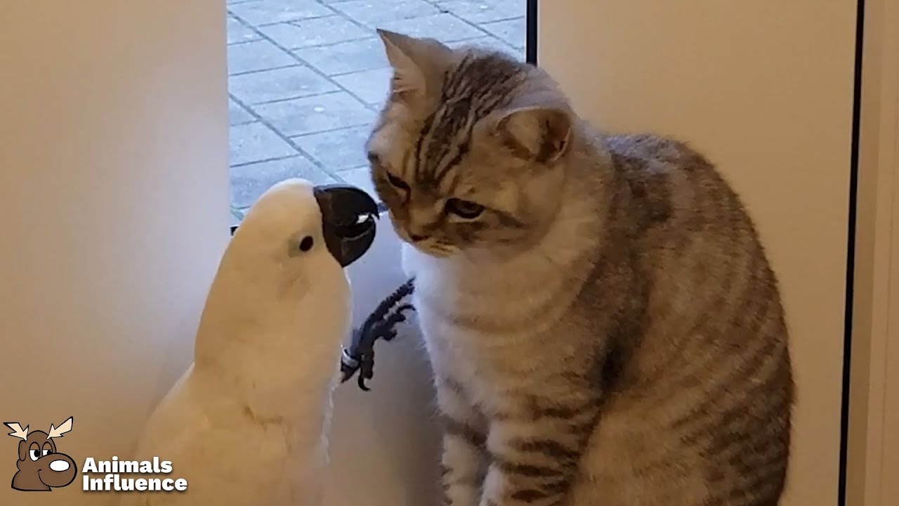 Cat and Cockatoo playing together (IG: @zazooandsimba)