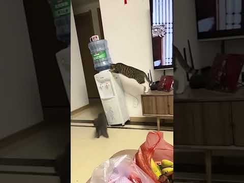 Evi Mahvetti Kedi İzle Shorts 