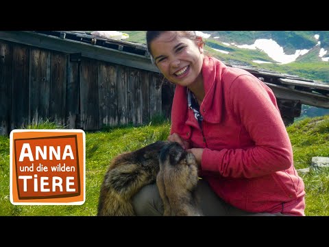 Video: Fressen Murmeltiere Vögel?