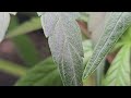 Snoops Punch Clone Update Week 6 veg