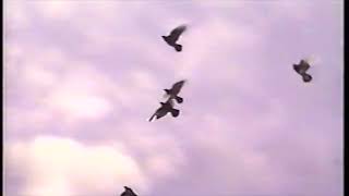 DVD7 -  Roller Pigeons -  BIG FLY CAROLINA