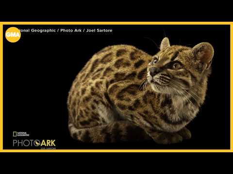 Brand new cat species discovered