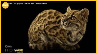 Download lagu Brand new cat species discovered