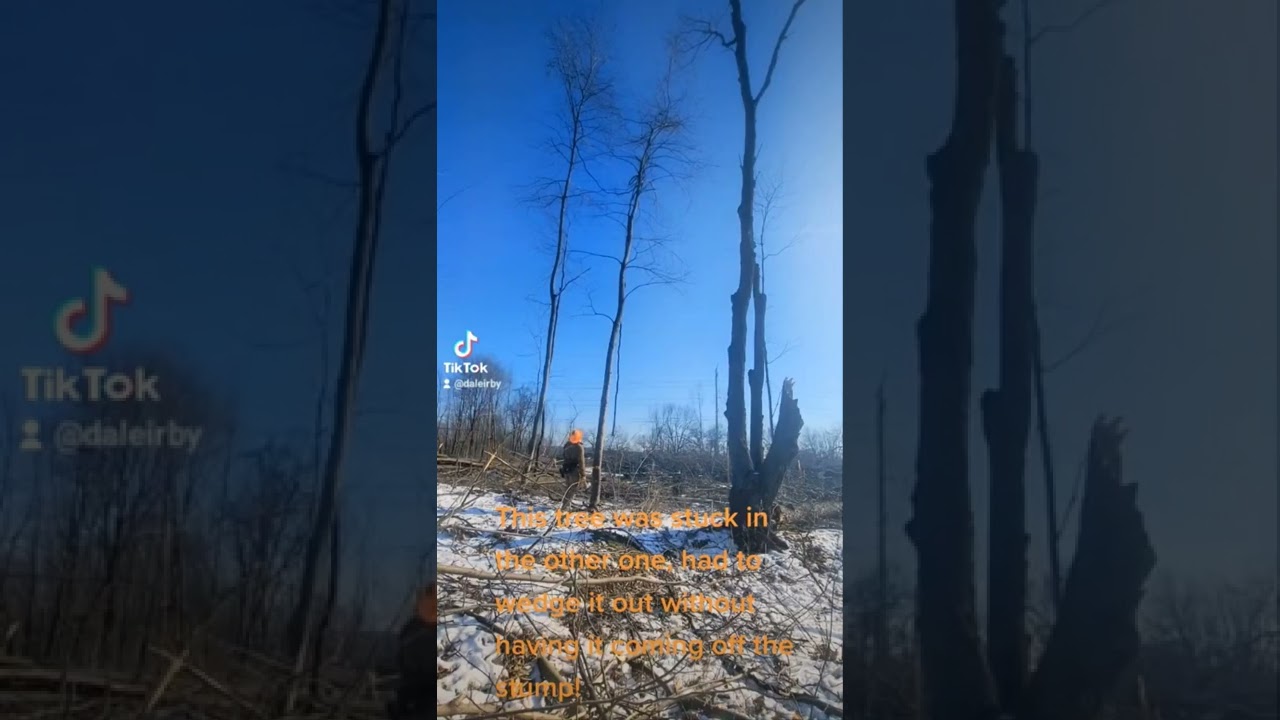 Falling snagged trees.