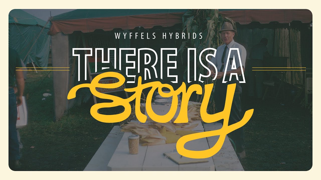 The Unlikely Story of Wyffels Hybrids