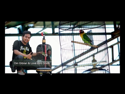 SUARA BURUNG - Love bird ghoib nampil konslet di komando berkicau Solo SUARA BURUNG - Love bird ghoib nampil konslet di komando berkicau Solo