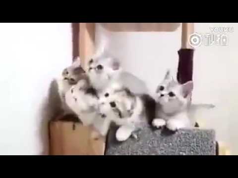 小猫神同步