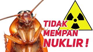 HEWAN INI TERNYATA TIDAK MEMPAN NUKLIR ! Inilah Fakta Kecoa yang Jarang Orang Ketahui !