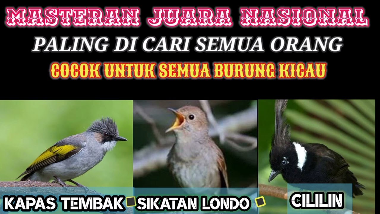 MASTERAN JUARA KAPAS TEMBAK, SIKATAN LONDO, CILILIN DI INCAR SEMUA ORANG PASTI JUARA