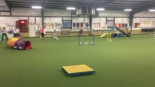 Coop, CPE Dog Agility, Full House, Level 1