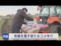 稲作の常識を覆す　気候変動に左右されない“田んぼに水を張らない”栽培方法 【Jチャンいわて】
