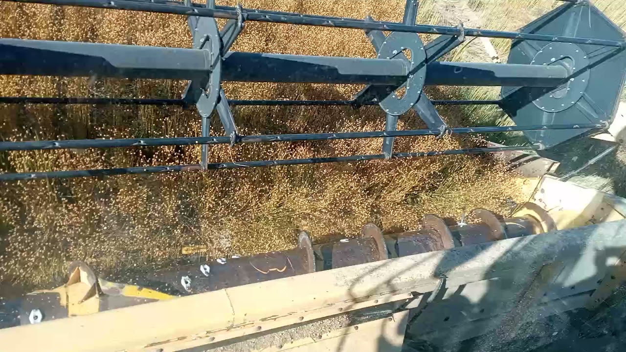 harvest flaxseed in Argentina YouTube