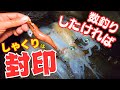 エギング編：和歌山 しゃくらないただ巻きエギング！アオリイカを短時間で連発する方法！