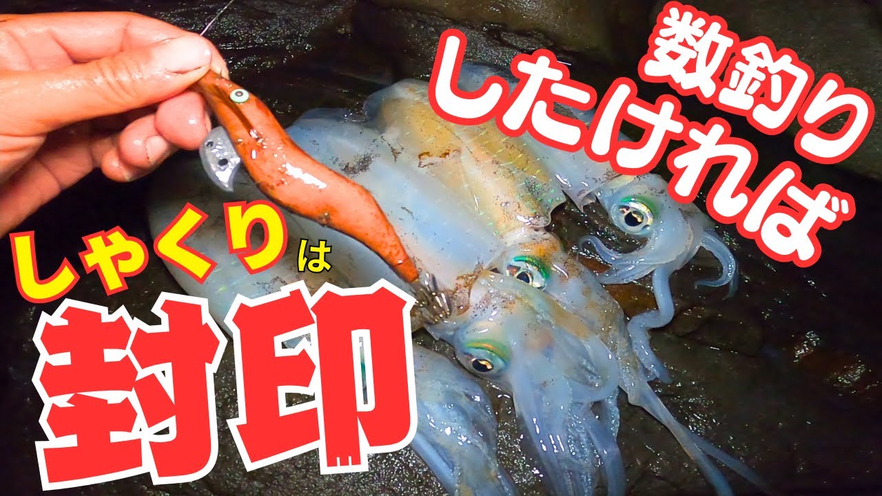 エギング編：和歌山 しゃくらないただ巻きエギング！アオリイカを短時間で連発する方法！