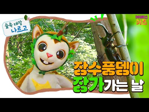 #집에서함께해요ㅣ장수풍뎅이 장가가는 날ㅣ멋진 뿔을 가진 장수풍뎅이!ㅣ장수풍뎅이 싸움ㅣ숲속 대장 나르고ㅣKBS 방송