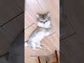 Why Does My Cat Love Lying on the Floor With All Four Paws in the Air? #cat #kitten #cute #cutecat