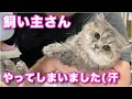 【ナパルくん】飼い主さんが自分でなんとかしようと頑張ったのですが…やらかしてしまいました【ミヌエット】