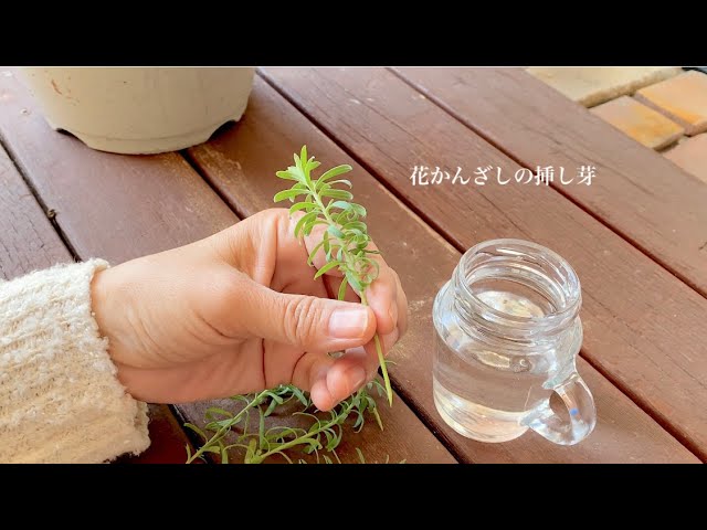 花かんざしの挿し芽作り - YouTube
