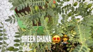How to grow Desi chana ,green chana,(garbanzos )easy ,fast way in growing  bag with full update - YouTube