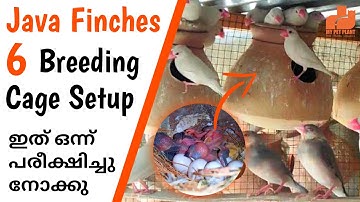 Java Finches Breeding Cage Setup Tips | Java Sparrow | Finches Bird Malayalam | My Pet Plant