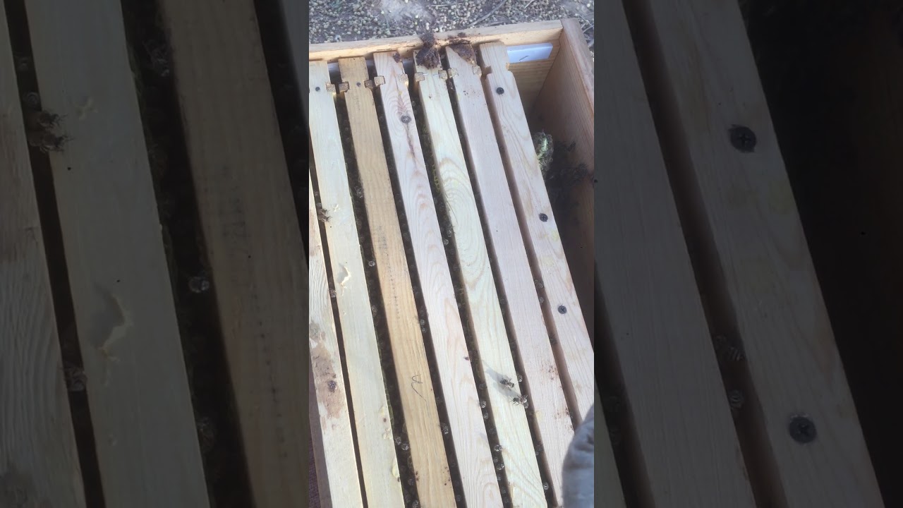 كم تنتج الخلية من عسل