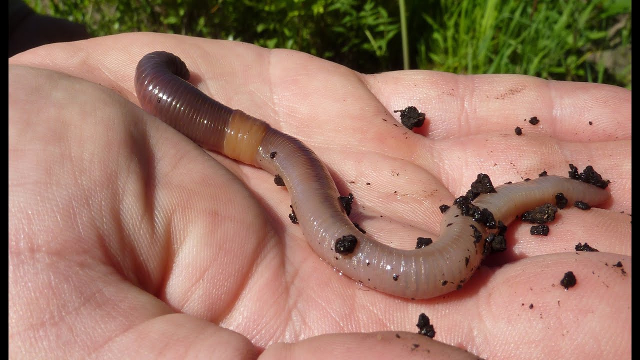 Earthworms Worms for Kids in Soil Documentary Moving 