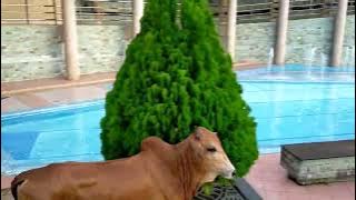 Lembu Korban Terlepas