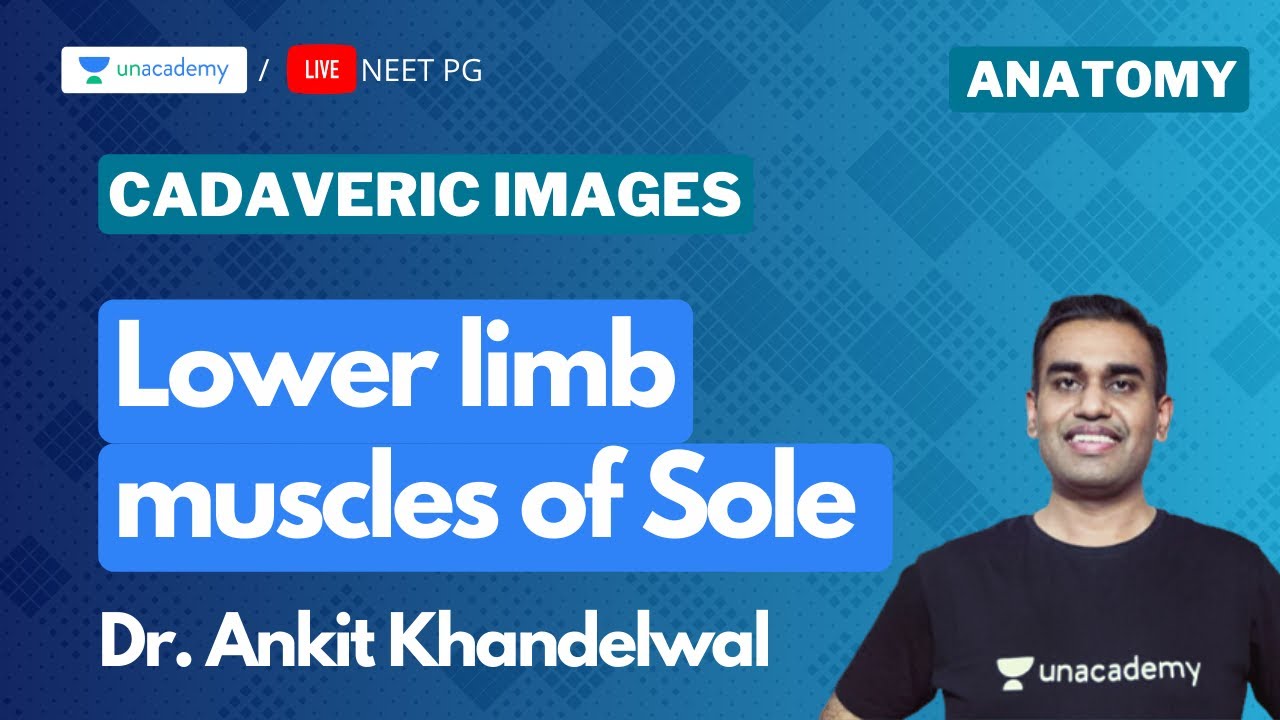 Cadaveric Images: Lower limb muscles of sole - NEET PG | Dr. Ankit Khandelwal