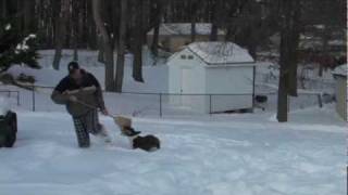 English Bull Terrier Attack Bully