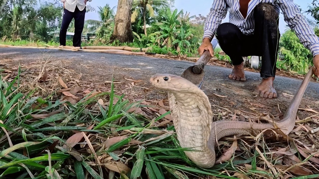 Nhận Cuộc Gọi Cầu Cứu Của Chủ Vườn Khổ Qua Phát Hiện Lớp Da Rắn Hổ Mang || Giang Ca SB # 77