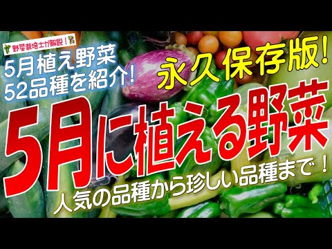 5月に植える野菜おすすめ8選｜初心者でも失敗しない家庭菜園