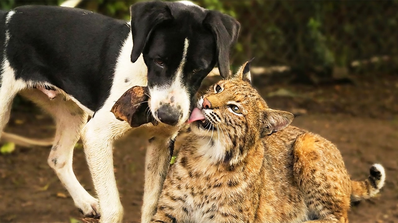 Bobcat And Dog Are Best Friends—What Happened Two Weeks Later Shocked Everyone
