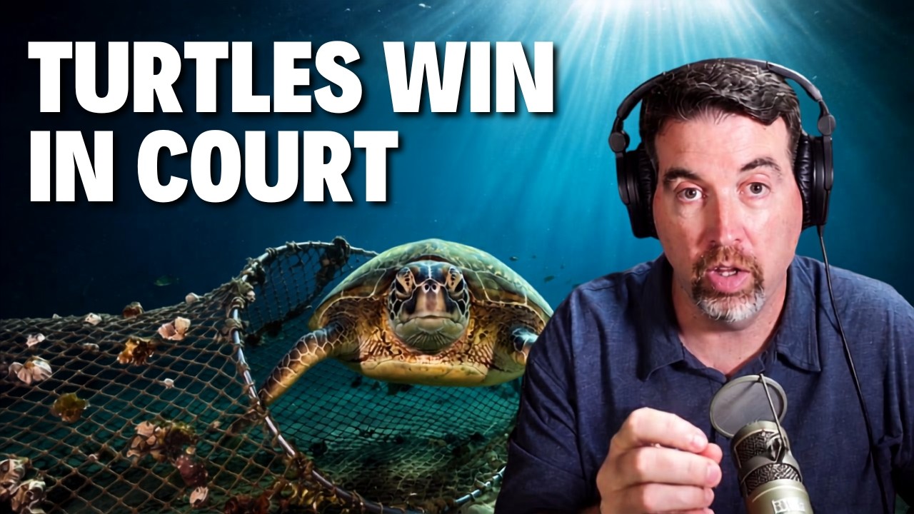 Turtle Excluder Device Ruling: Court Sides With Sea Turtles Over Louisiana Shrimpers