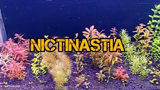 Duermen Las Plantas? Resimi