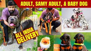Home Breed Puppies Sell | Best Dog Kennel Kolkata | Dog Market in Kolkata | pet market in kolkata