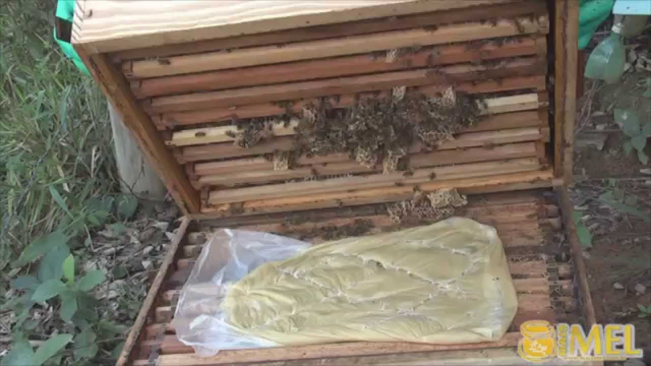 Vídeoaula 6  - Manejo de Alta Produtividade - Atualizada