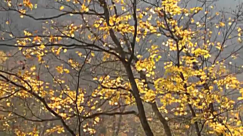 Fetta: Tidett-nneɣ  am lexyel