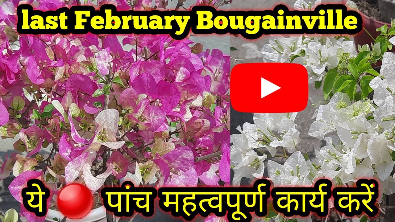 Last February mein BOUGAINVILLE mein yah 🔴 5 IMPORTANT WORKS Karen//हजारो फूल के लिए ये 👉5 कार्य करे