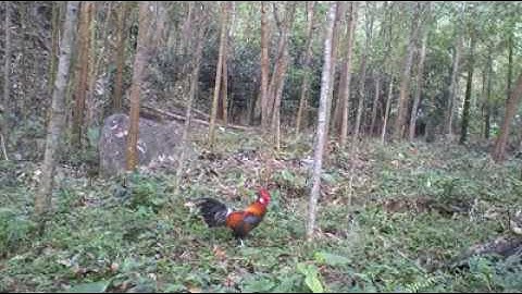 Bẫy gà rừng 4/2/2020 gà mồi F2 tí nữa lập công