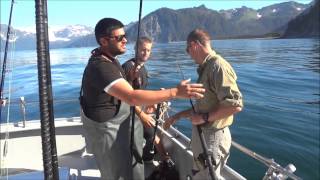 Lucky Angler Catches His Limit with 2 Big Halibut With Saltwater Safari Seward Alaska 2013 Season