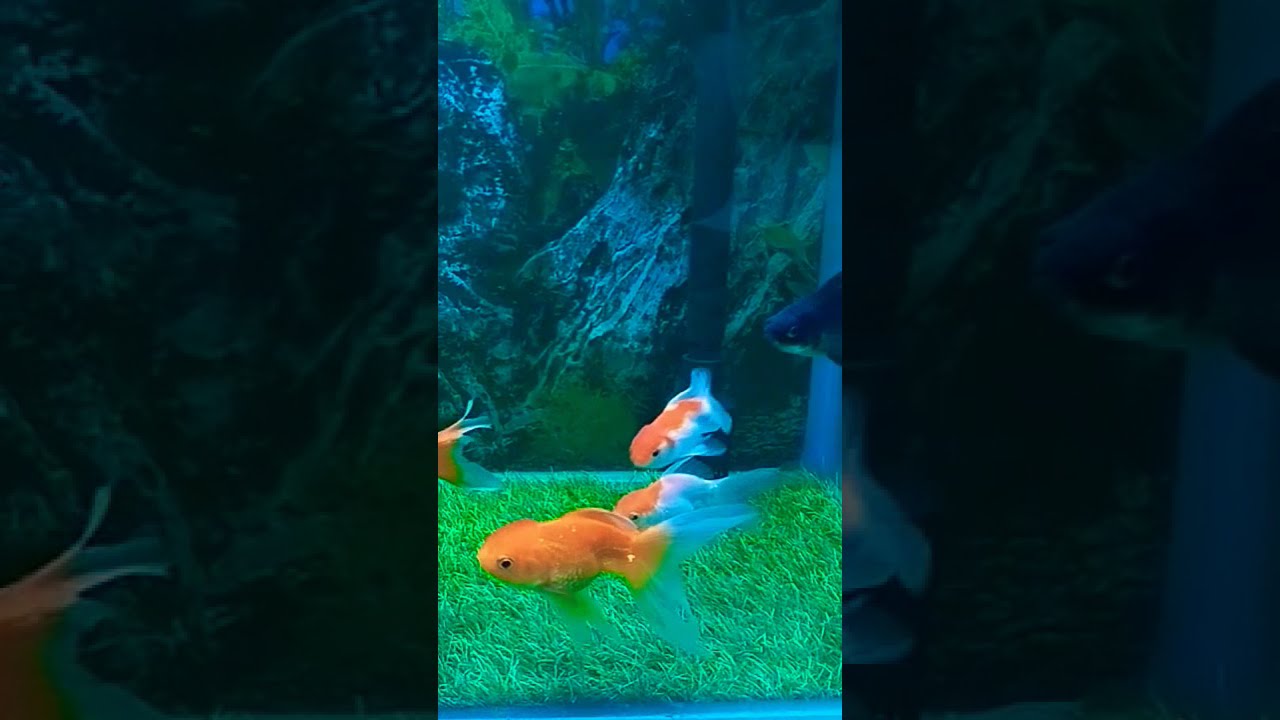 Orenda Goldfish Tank Fishkeepinghobby Shorts Viral Aquariumfish Shortvideo