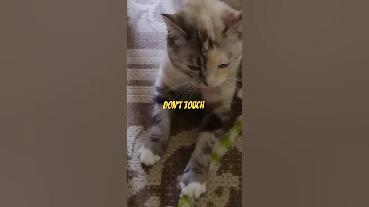 Video 2750491: siamese lynx, siamese mix, lynx playing