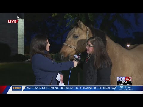 Video: BLM Vytváří „Online Corral“, Aby Pomohla Američanům Spojit Se S Adoptivními Divokými Koňmi A Burros